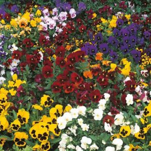 Pack Flower Seeds Pansy Winter Flowering Mixed Kings Quality Seed