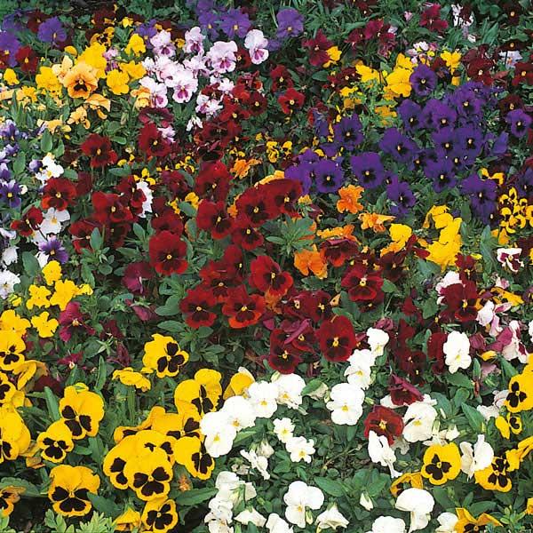 Pack Flower Seeds Pansy Winter Flowering Mixed Kings Quality Seed