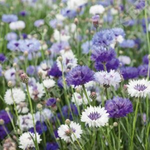 Cornflower Classic Fantastic Pack Flower Seeds
