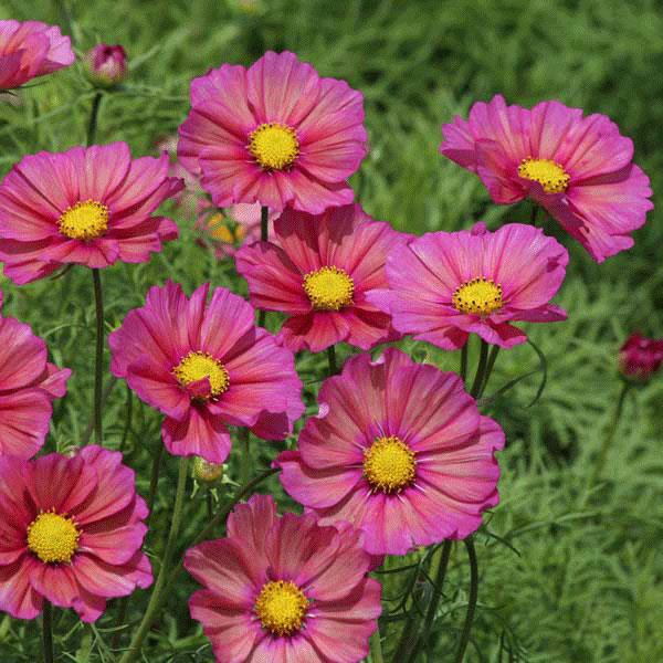 Cosmos 'Xenia' Pack Quality Flower Seeds