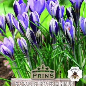 Crocus Specie Chrysanthus 'Spring Beauty' Bulbs Pack 15