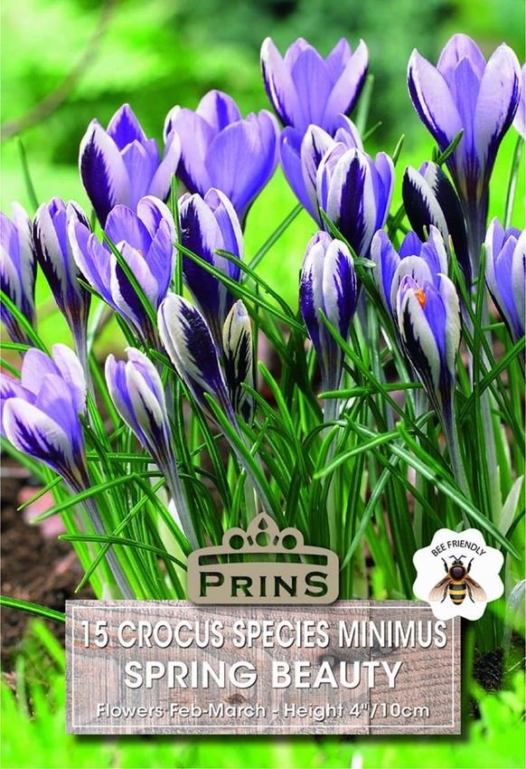 Crocus Specie Chrysanthus 'Spring Beauty' Bulbs Pack 15