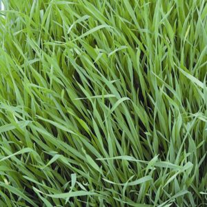 GREEN MANURE GRAZING RYE KINGS SEEDS