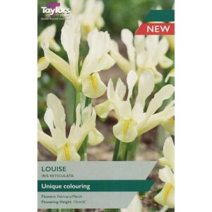Iris Dwarf Reticulata 'Louise' Pack x9 Spring Bulbs