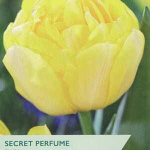 Tulip Bulb Double 'Secret Perfume' Pack x6 Bulbs