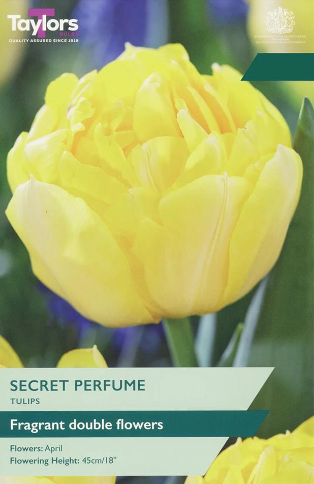 Tulip Bulb Double 'Secret Perfume' Pack x6 Bulbs