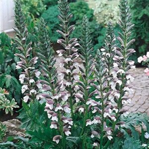 Acanthus 'Mollis' Perennial XXL Supersize Plug Plants Pack x3