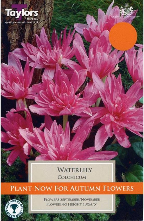 Colchicum Water Lily Taylors Bulbs Pack x1 Autumn Flowering