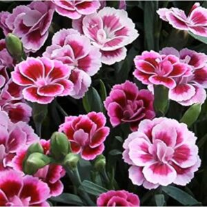 Dianthus Pink Kisses® Perennial Pack x3 XXL Plug Plants