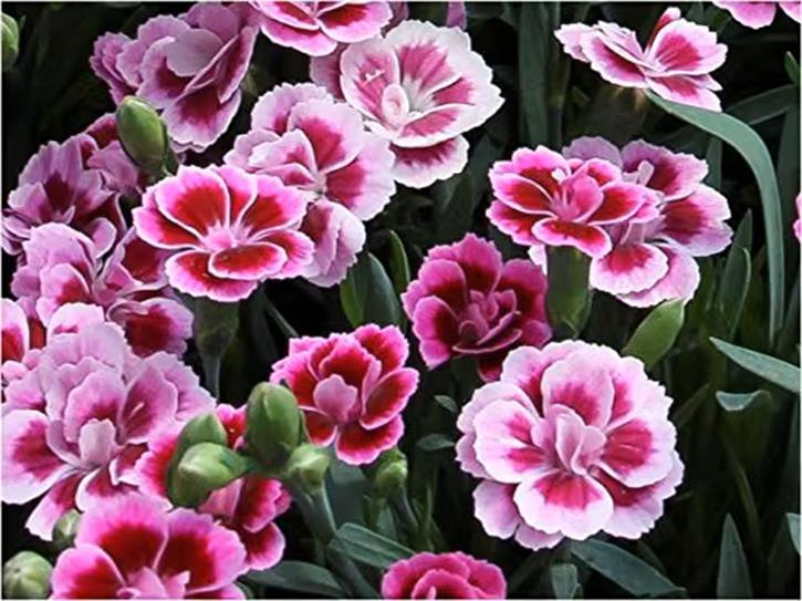 Dianthus Pink Kisses® Perennial Pack x3 XXL Plug Plants