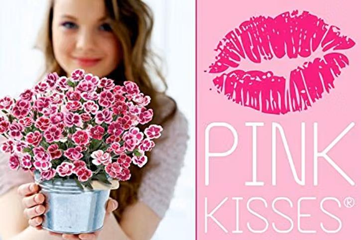 Dianthus Pink Kisses® Perennial Pack x3 XXL Plug Plants