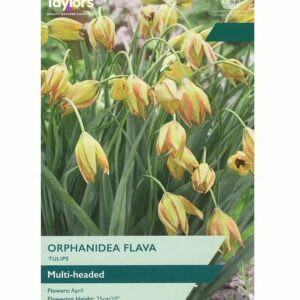 Tulip Bulbs Species Orphanidea Flava Pack x12 Bulbs