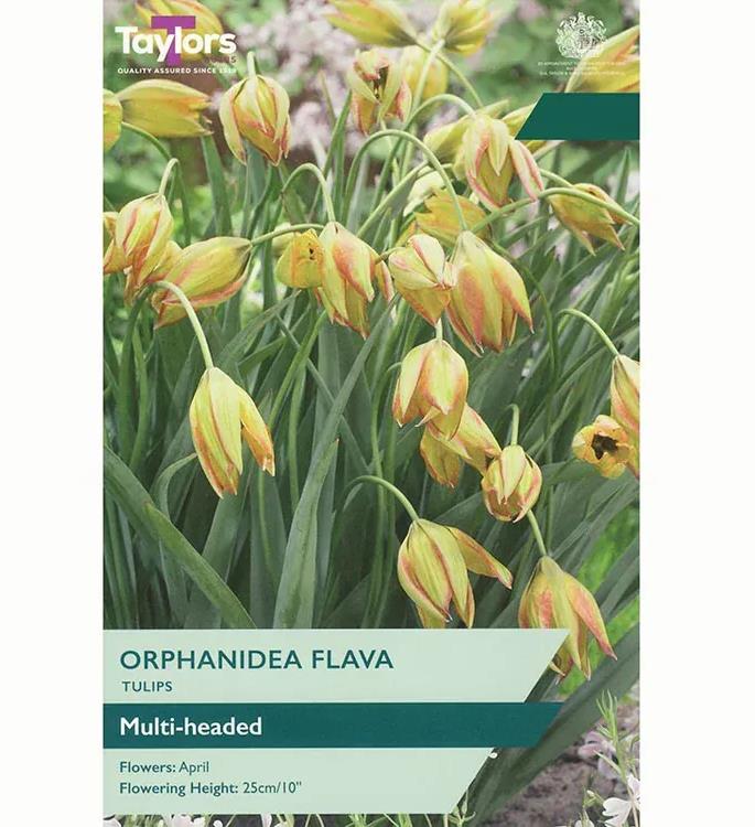 Tulip Bulbs Species Orphanidea Flava Pack x12 Bulbs