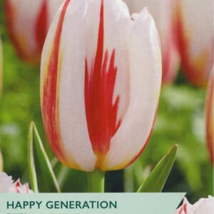 Tulip  Darwin Hybrid 'Happy Generation' x7 Bulbs