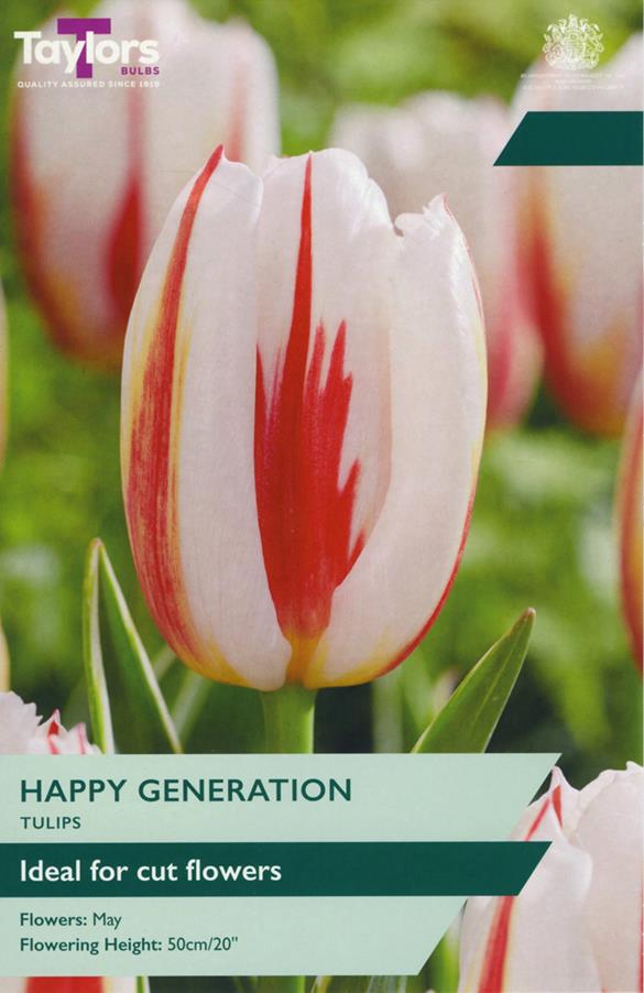 Tulip Darwin Hybrid 'Happy Generation' x7 Bulbs