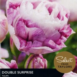 Tulip Bulbs 'Double Surprise' Taylors Select Pack x5