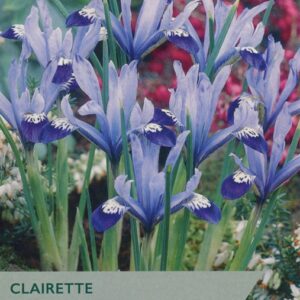 Iris Dwarf Reticulata Clairette Pack x10 Spring Bulbs