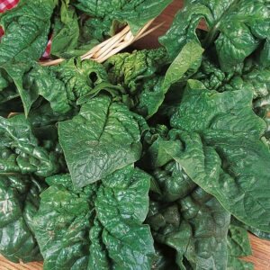 Spinach 'Giant Winter' Pack Kings Vegetable Seeds