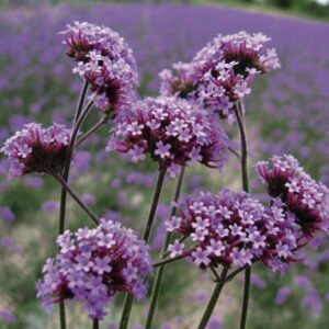 Verbena Bonariensis Perennial Flower Pack King's Seeds