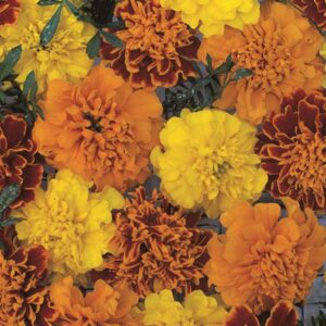 New Pack Kings Seed French Marigold 'Boy O Boy' Mixed Quality Flower Seeds