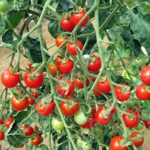Tomato 'Sweet Aperitif' Pack Kings Vegetable Garden Seeds