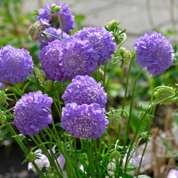 Pack Flower Seeds Scabiosa Atropurpurea Oxford Blue Kings Quality Seed