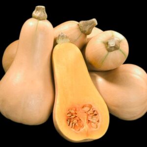 Squash Winter Butternut Hunter F1 (RHS Award of Garden Merit) Quality Kings Seeds Vegetable Pack