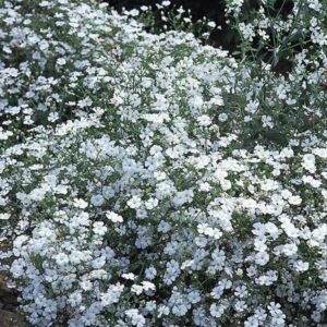 Gypsophila Covent Garden Quality Kings Seeds Flower