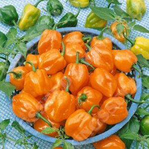 Pepper (Chilli) Habanero Orange Quality Kings Seeds Vegetable Packs