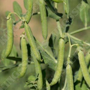 Pea Flovert (Petit Pois) Vegetable Garden Pack Seeds