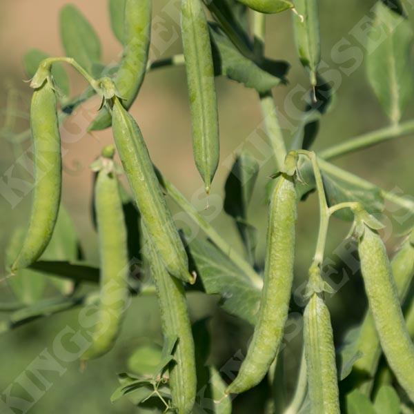 Pea Flovert (Petit Pois) Vegetable Garden Pack Seeds