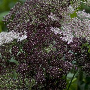 Daucus Carota Dara (Wild Carrot) Pack Garden Seeds