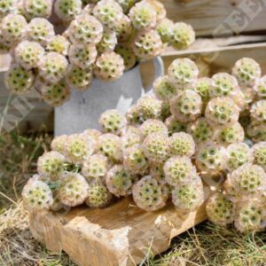 Scabious 'Ping Pong' Pack Garden Seeds