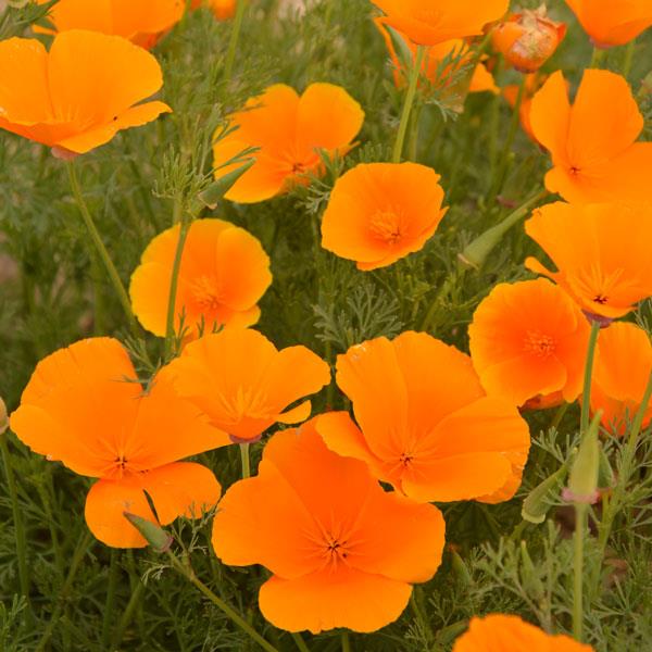 Eschscholzia Orange King Pack Flower Seeds