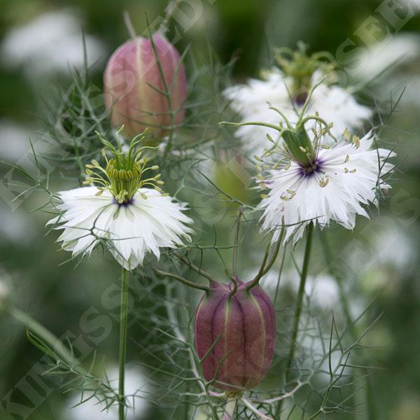 Nigella Albion Black Pod Garden Flower Seeds
