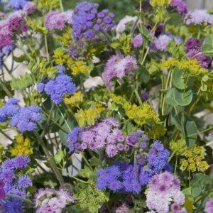 Ageratum 'Timeless Mix' Pack Garden Seeds