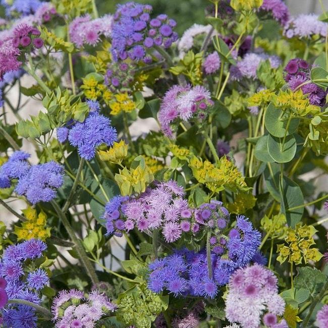Ageratum 'Timeless Mix' Pack Garden Seeds