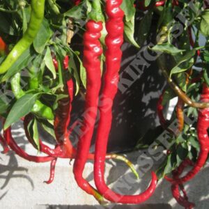 Chilli Pepper 'Fiery Tongues F1' Pack Seeds