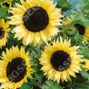 Sunflower Moonwalker Pack Garden Seeds