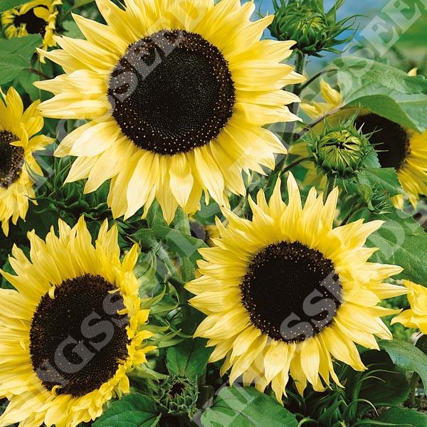 Sunflower Moonwalker Pack Garden Seeds