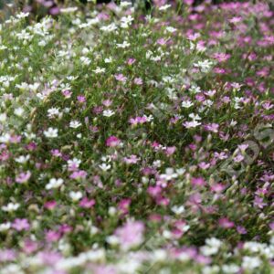 Gypsophila Muralis Cotton Candy Mix Pack Seeds
