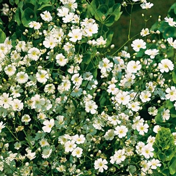 Gypsophila Muralis Cotton Candy Mix Pack Seeds - Image 2