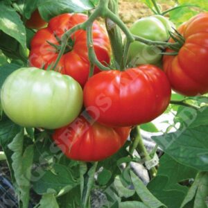 Tomato Beefsteak Buffalosteak F1 Pack Seeds