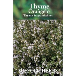 Thyme Orangelo (Thymus Fragrantissimus) Pack Herb  Seeds